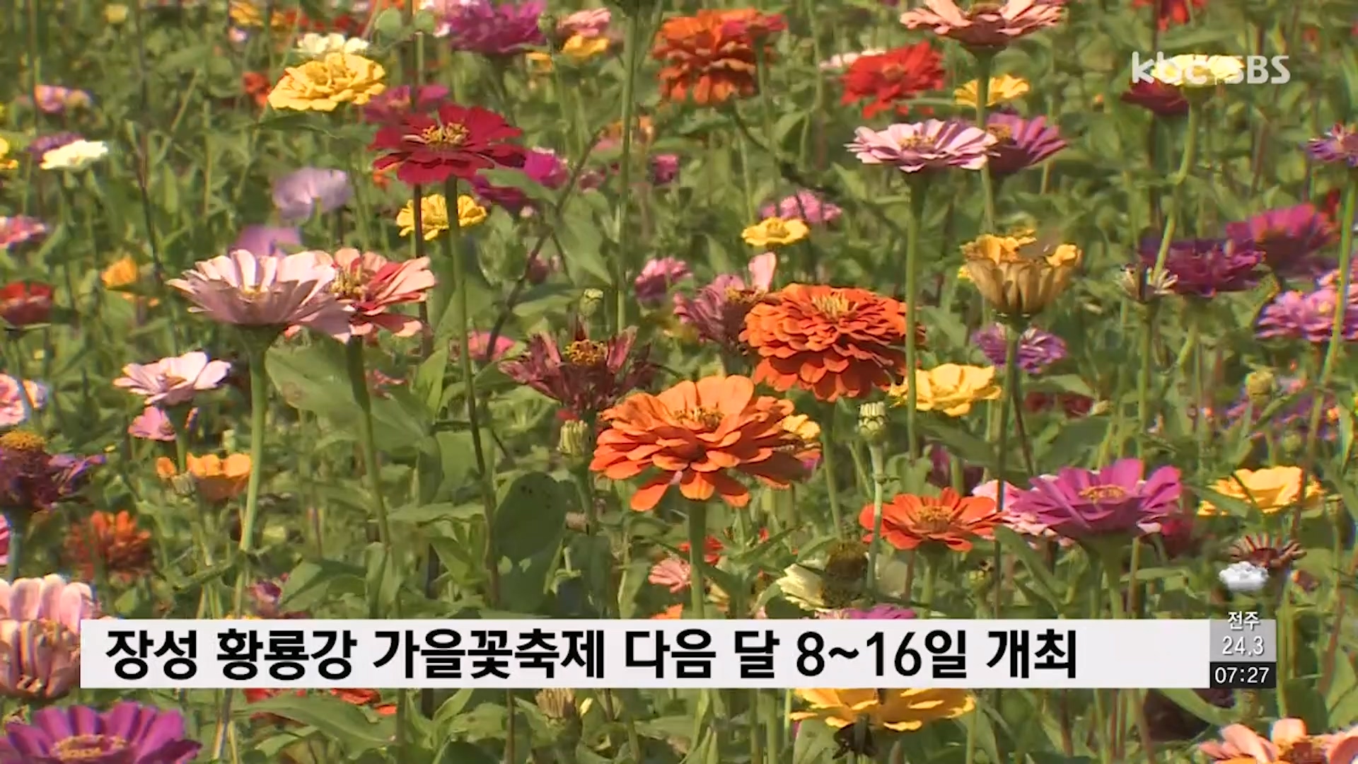 장성 황룡강 가을꽃축제 다음달 8~16일 개최