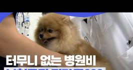 반려동물 보험 바뀐다는데 가입해도 될까?ㅣ핑거이슈