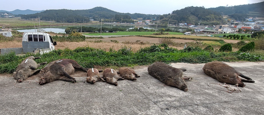 진도군 야생 멧돼지 퇴치 '유해야생동물 피해방지단' 운영 - 뉴스 썸네일 이미지
